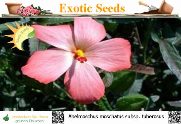 Abelmoschus moschatus subsp. tuberosus, Moschusmalve, 15 Samen
